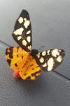Arctia villica