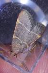 Hypsopygia glaucinalis