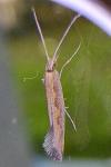 Plutella xylostella