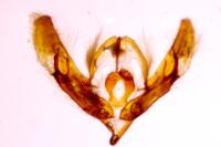 Acronicta psi