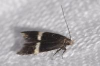 Aproaerema larseniella