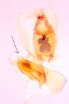 Aproaerema larseniella