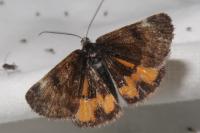 Boudinotiana notha