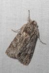 Xylocampa areola
