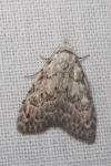 Nola confusalis