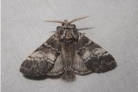 Drymonia ruficornis