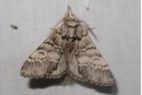 Drymonia ruficornis