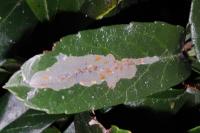 Phyllonorycter leucographella