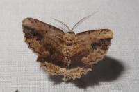 Menophra abruptaria