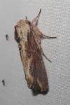 Egira conspicillaris