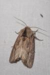 Egira conspicillaris
