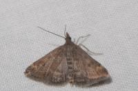 Pyrausta despicata