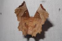 Selenia lunularia