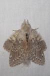 Stauropus fagi