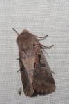 Orthosia gothica