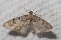 Gymnoscelis rufifasciata