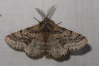 Lycia hirtaria