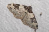 Xanthorhoe fluctuata