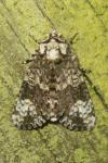 Craniophora ligustri
