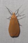 Wittia sororcula