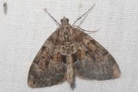 Thera britannica/obeliscata/variata