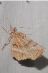 Selenia dentaria
