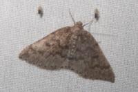 Aleucis distinctata