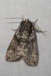 Polyploca ridens