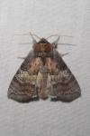Tethea ocularis
