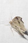 Macaria alternata