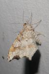 Macaria alternata