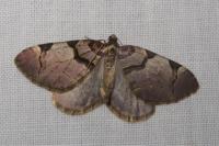 Anticlea derivata