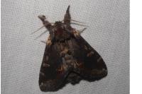 Notodonta dromedarius
