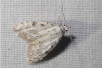 Nola confusalis