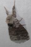 Calliteara pudibunda