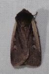 Ochropleura plecta