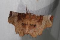 Selenia lunularia