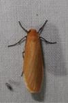Wittia sororcula