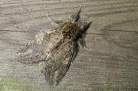 Peridea anceps