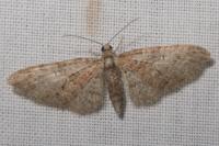 Eupithecia abbreviata