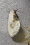 Cilix glaucata
