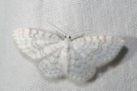Asthena albulata
