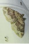 Xanthorhoe ferrugata/spadicearia