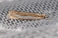 Crambus pascuella
