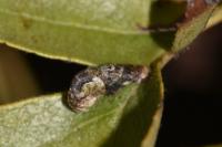Coleophora anatipennella
