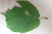 Phyllonorycter coryli
