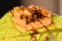 Ectoedemia spinosella