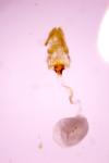 Acleris ferrugana