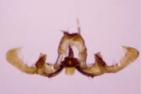 Endothenia marginana