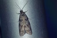 Cnephasia stephensiana